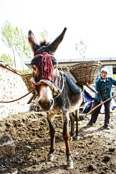 再见家乡驴驮子