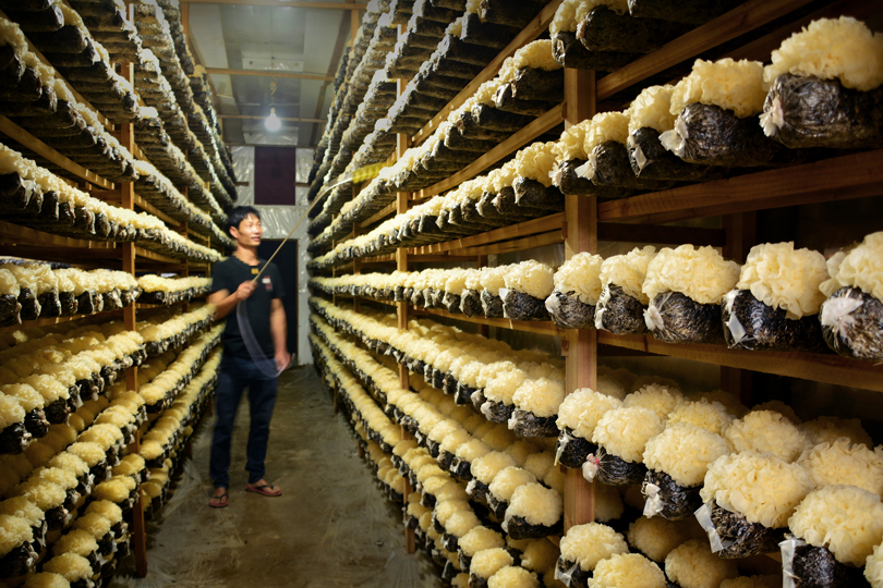 《农行助力古田食用菌产业乡村振兴》(组照6张)