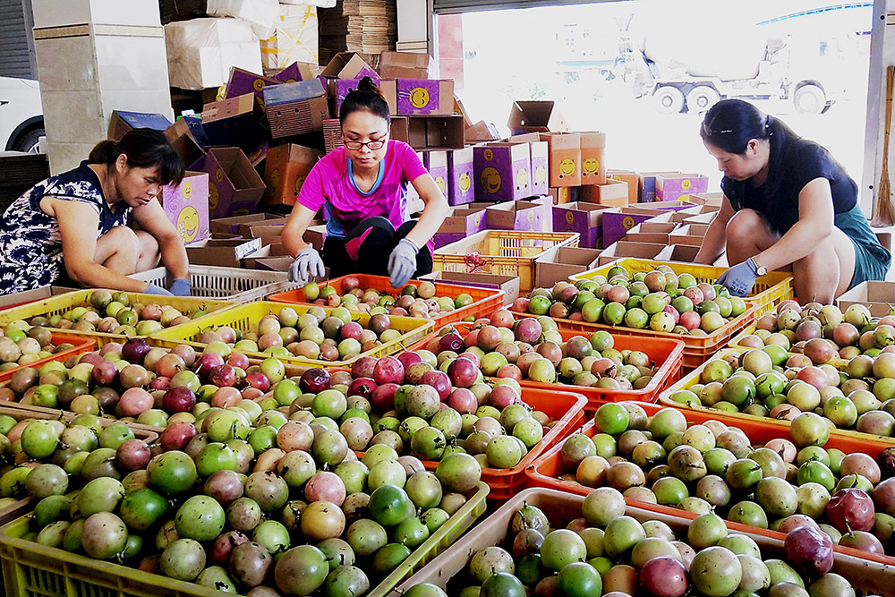 电商搭起致富路(组照)