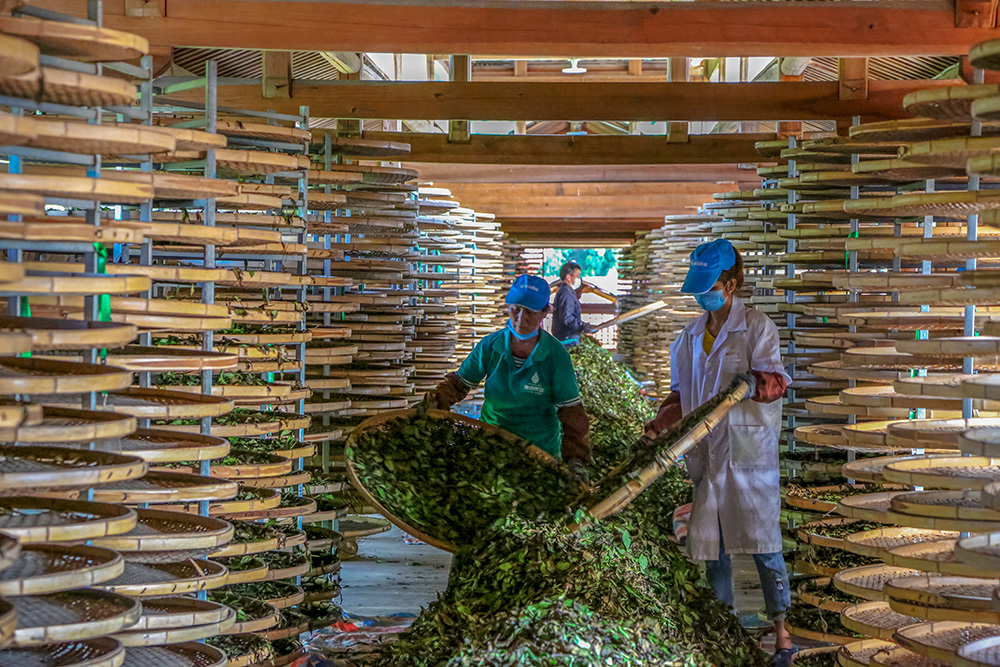 5 摄于政和 (工人们在精心制作福建名茶——政和白茶).jpg.jpg