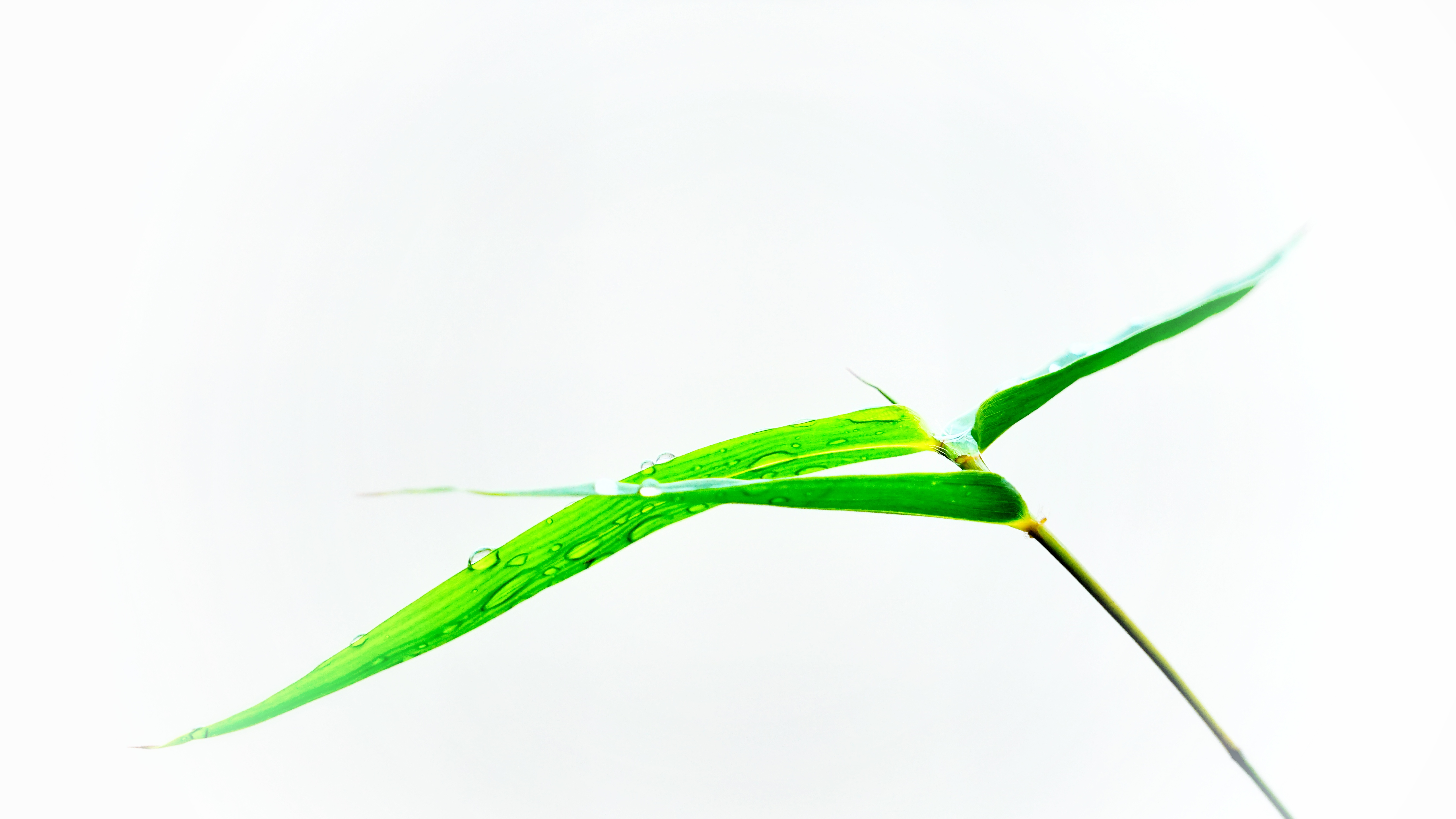 竹叶-"我和我的祖国"摄影类征稿区-大众摄影网