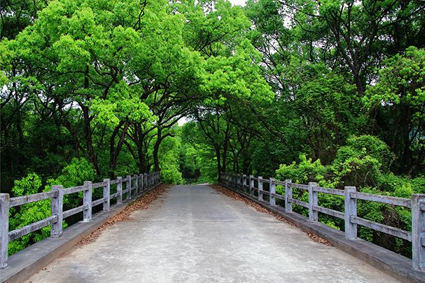 《绿水青山育香樟》组照4幅-"摄影小镇——禅韵宝峰" 全国摄影大展投