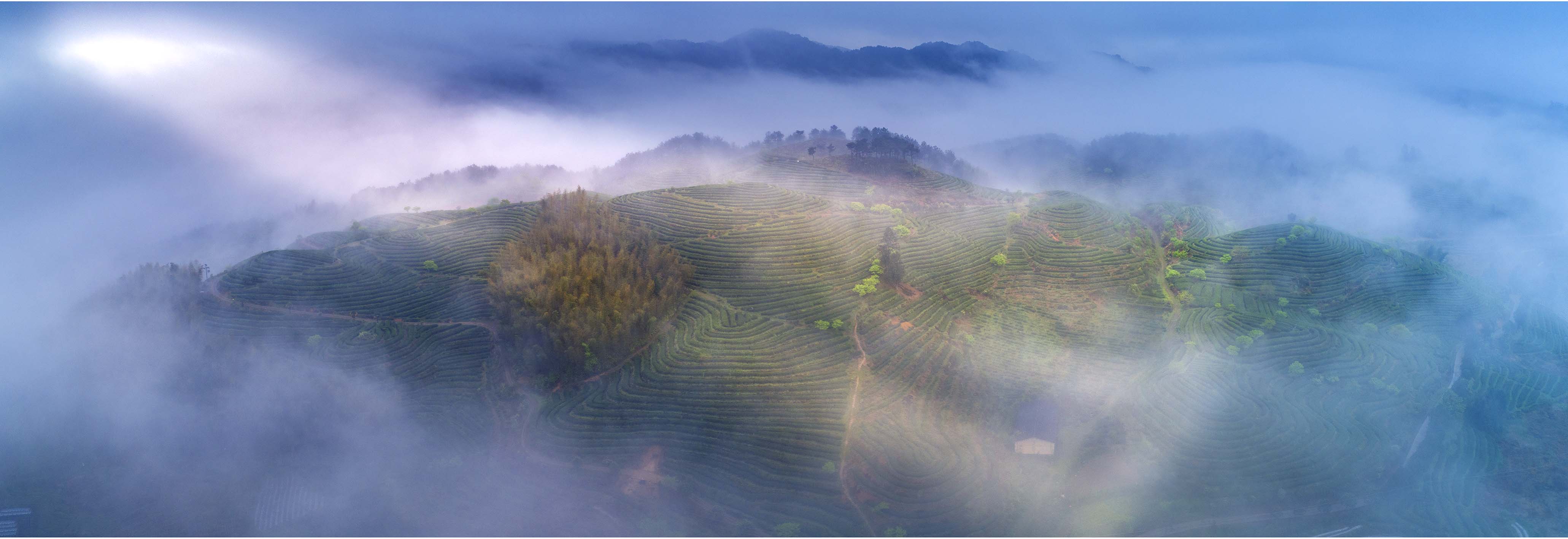 政和茶园-"学习廖俊波 走进新政和"摄影作品征集活动征稿区-大众摄影