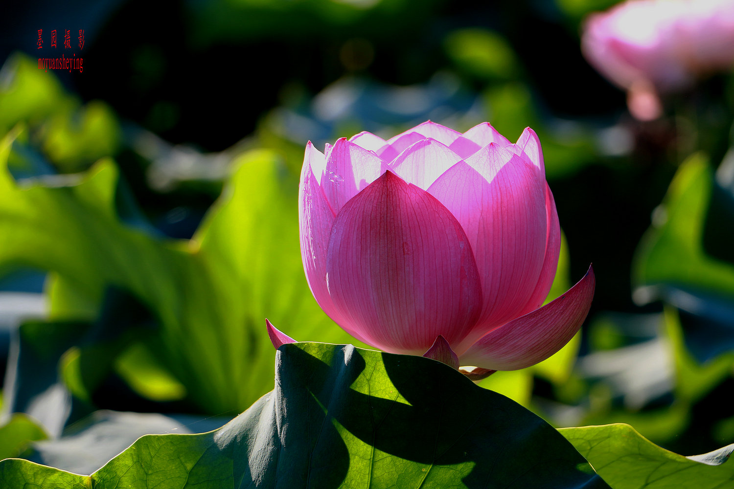 大众摄影江都俱乐部夏季荷花主题大赛