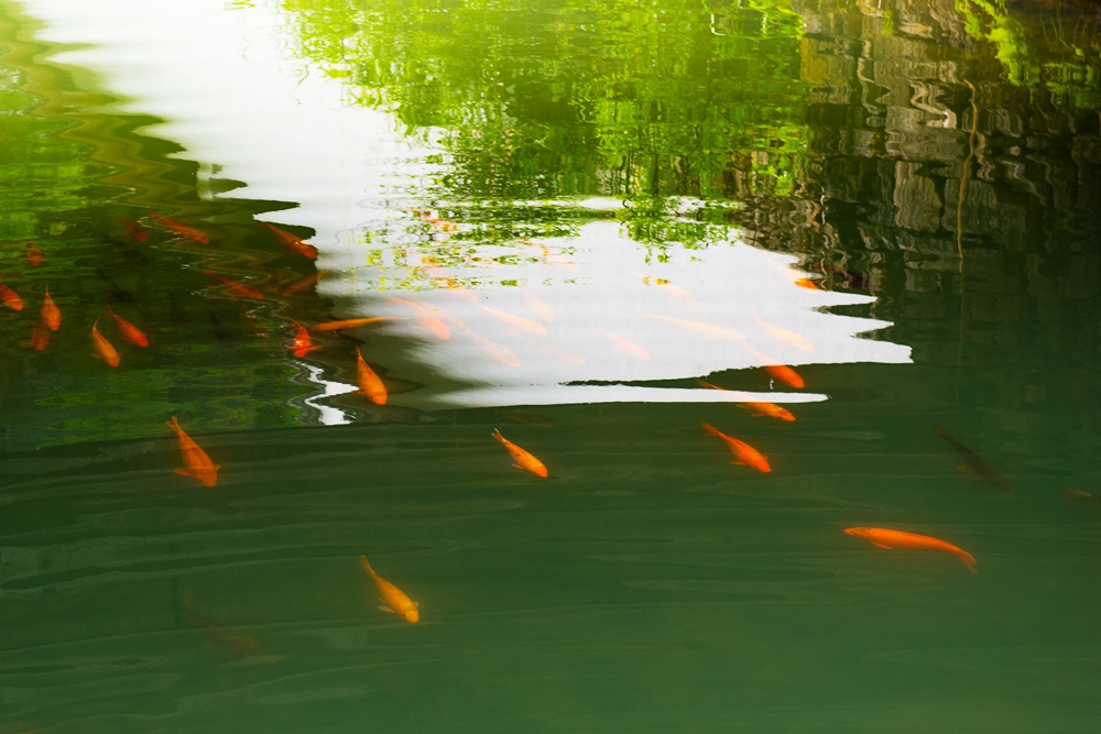 水绿鱼游欢
