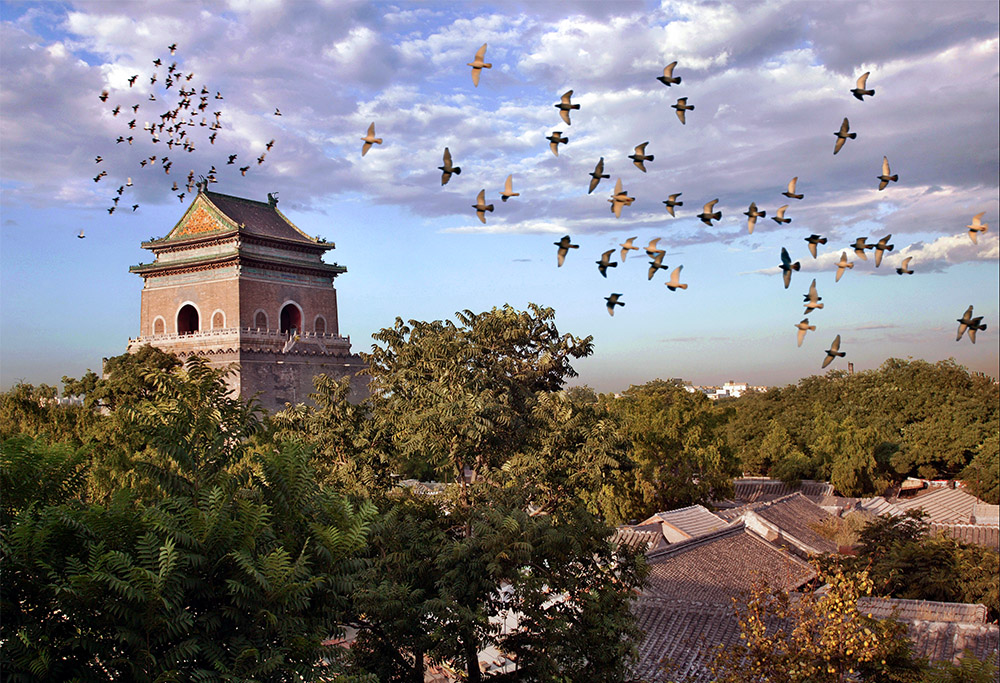 2004年北京,一群鸽子响着鸽哨在中轴线上的钟楼盘旋.