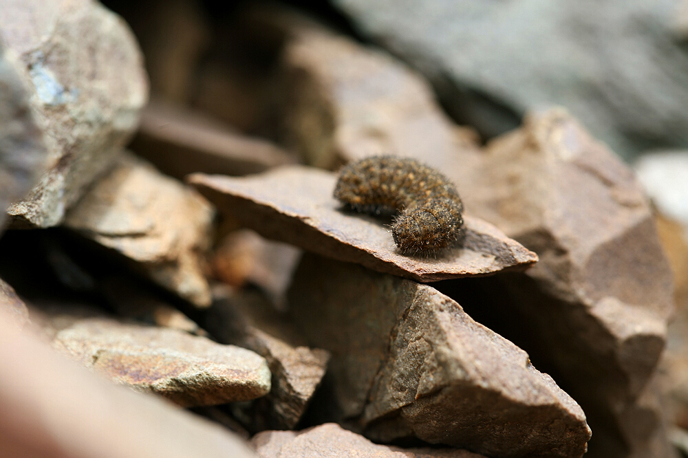 高原生态奇观——沐浴——晒太阳的元首绢蝶幼虫