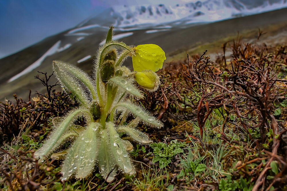 高原生态奇观——横断山绿绒蒿