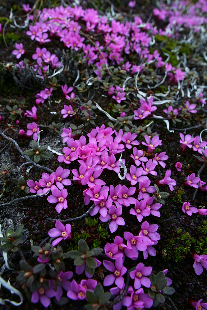 高原生态奇观——红花岩梅