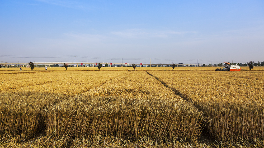 2019年6月7日拍摄于河南省新乡县中国杂交小麦试验 .