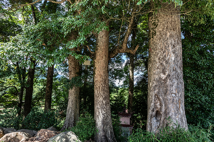 中国第一楠木林(4)2018年7月17日摄于政和东平镇凤头村.jpg