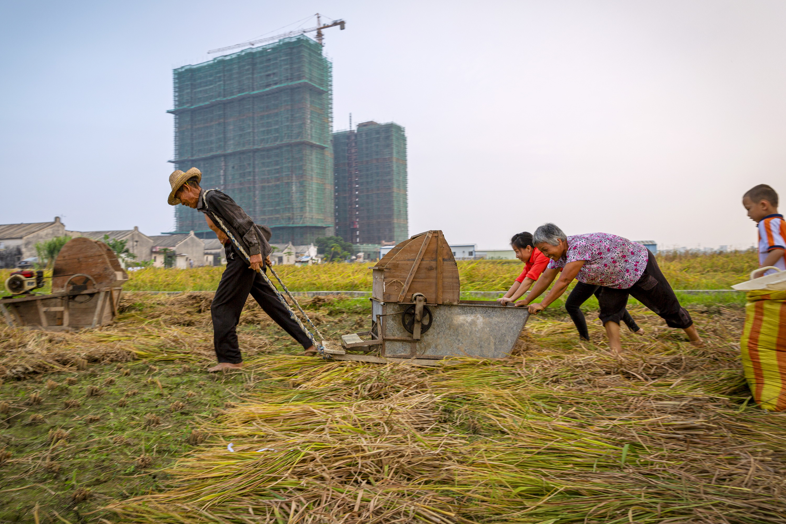 农家乐 2016年拍摄于广东揭阳市,农民一家老小在收割晚稻