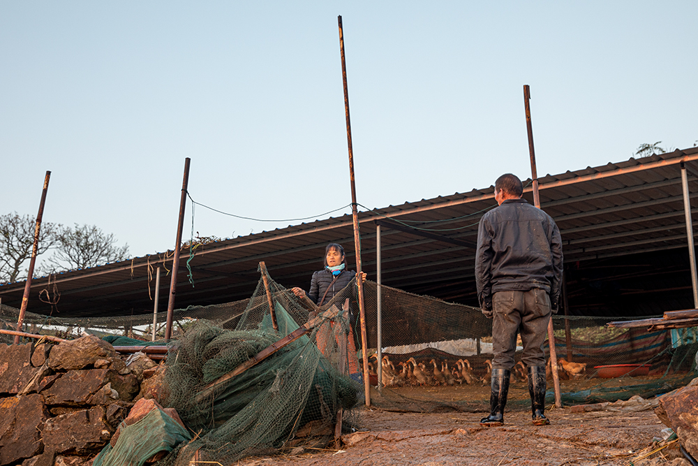 石臼湖畔养鸭人