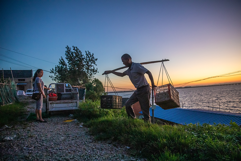 石臼湖畔养鸭人
