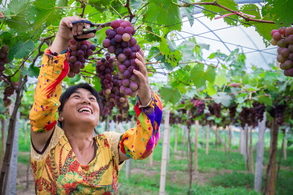 葡萄丰收-"我和我的祖国"摄影类征稿区-大众摄影网