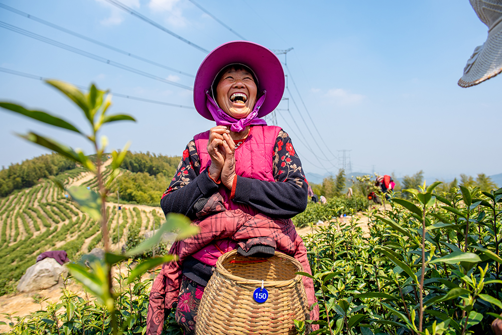 采茶女工的欢笑
