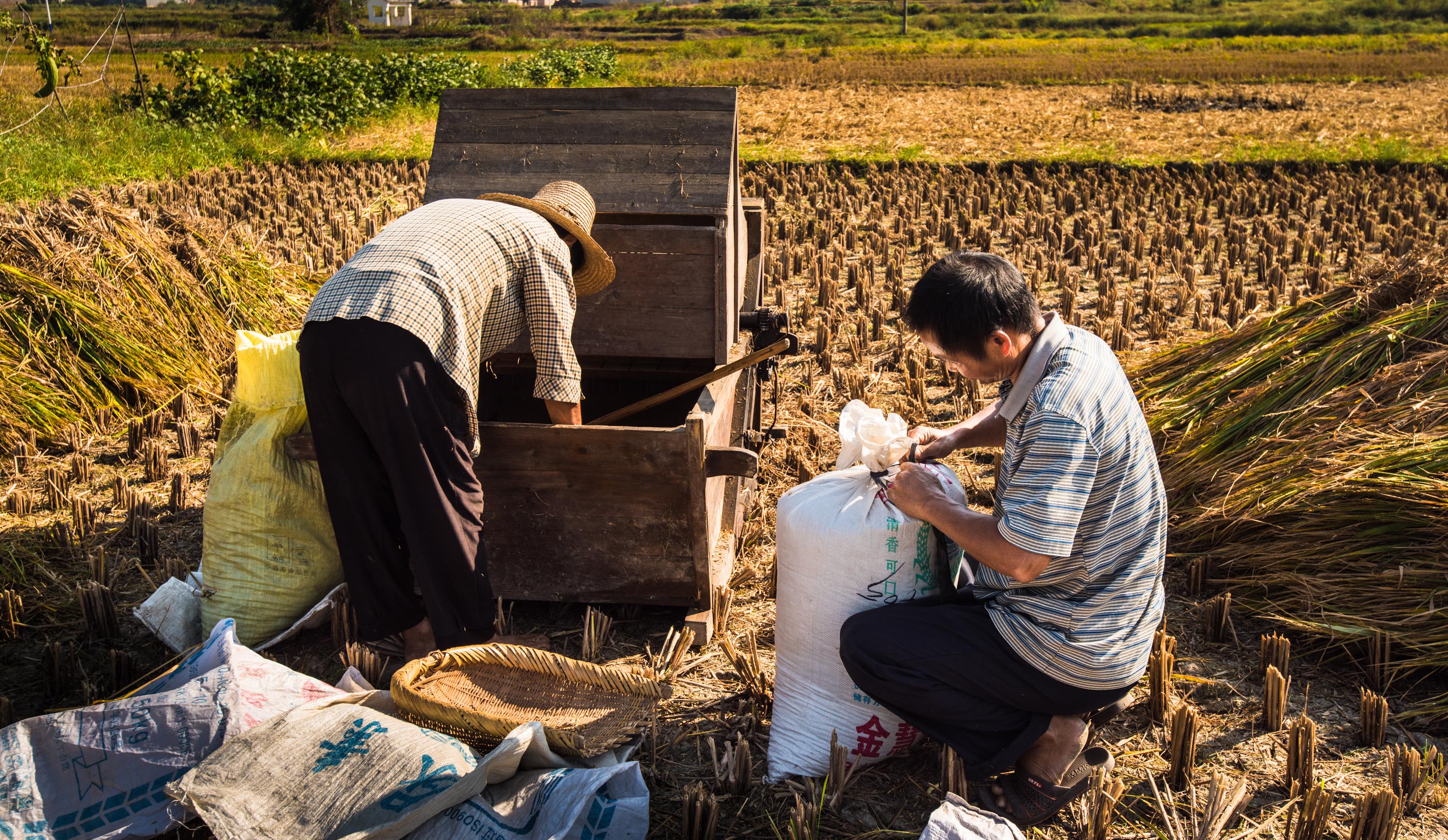 收稻子