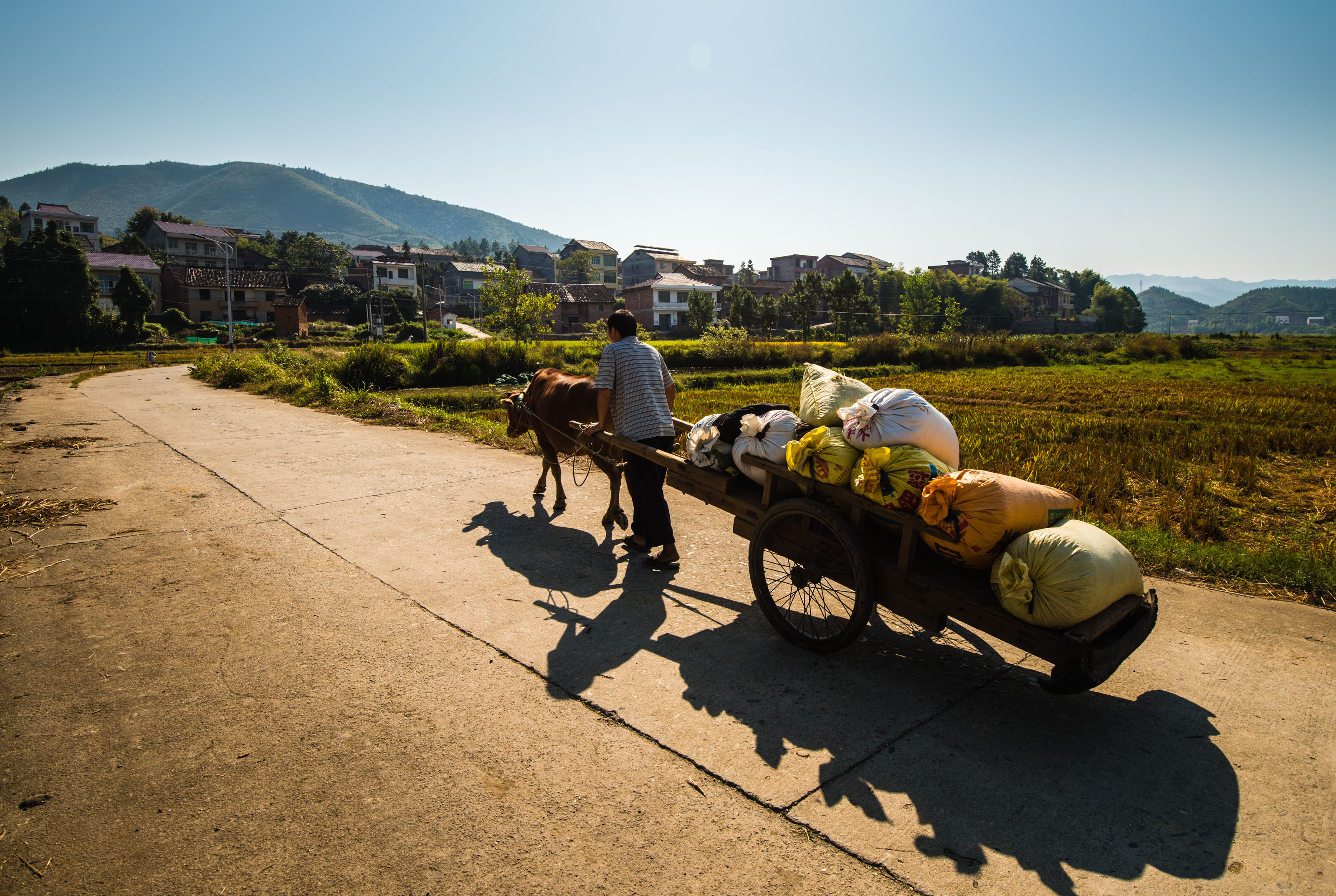 《收谷》组照6 ,摄于茶陵洮水村,谭晓明18073339265.jpg