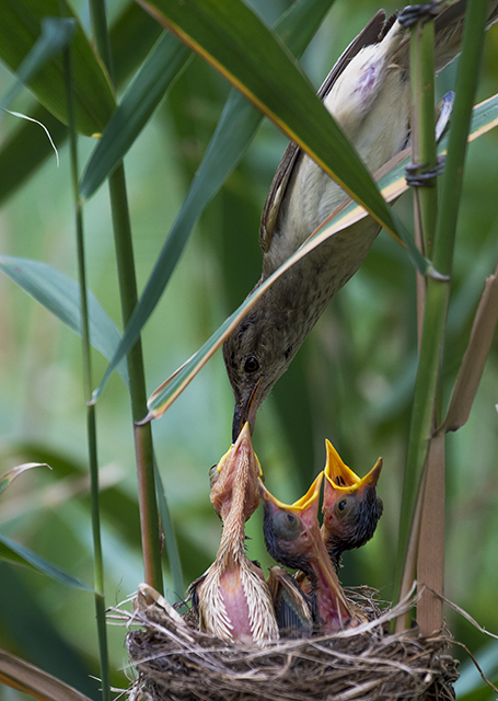 东方大苇莺喂雏鸟