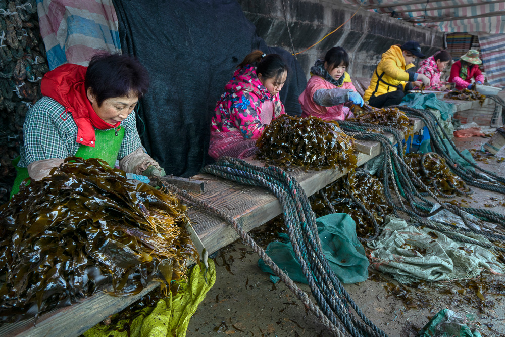 组照《快乐海带种植季》(1-8)