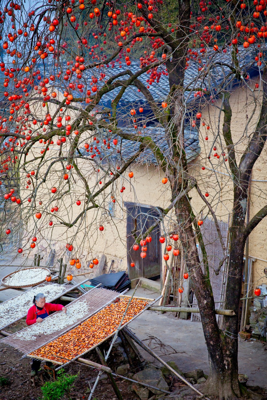 《柿子红了》姜晓东-浙江省松阳县南环路118号-拍摄地-松阳松阴溪