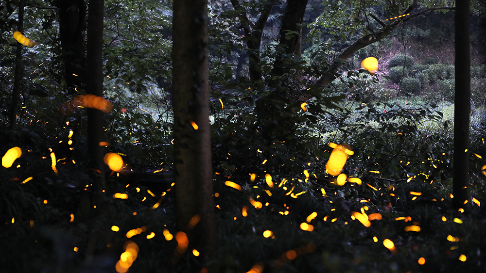 4-1 2018-07-07晚上,天竺路茶园边树林,萤火虫提灯笼漫天飞舞