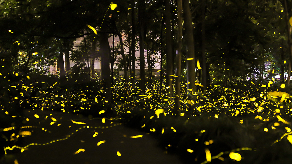 《杭州上天竺·萤火虫回来啦!》-高帆杯"行走中国"全国摄影大展投稿区