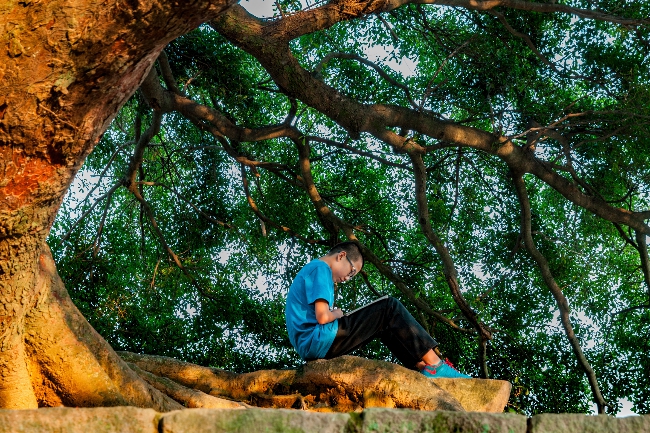 图为大树下的读书场景.作者:林天立.联系电话:1386806 .