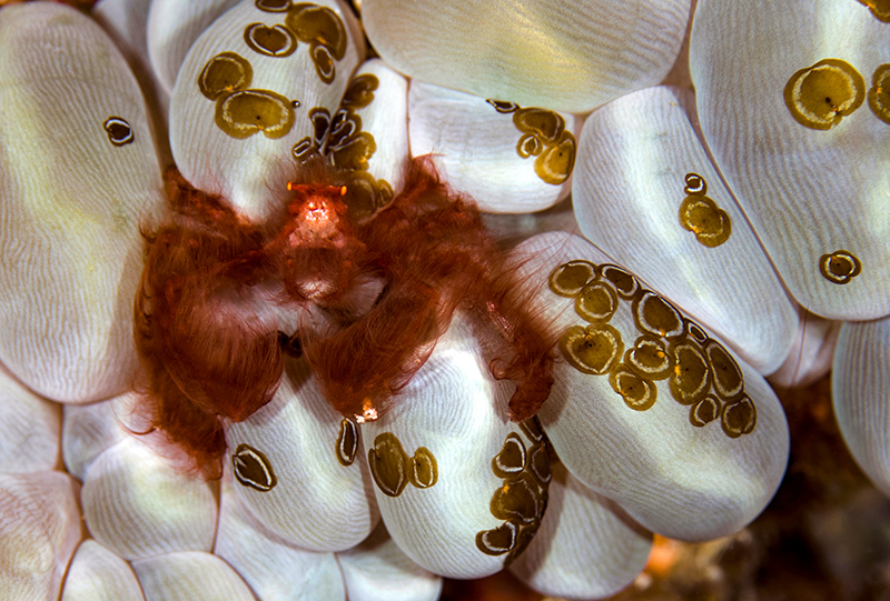 《红毛猩猩蟹》