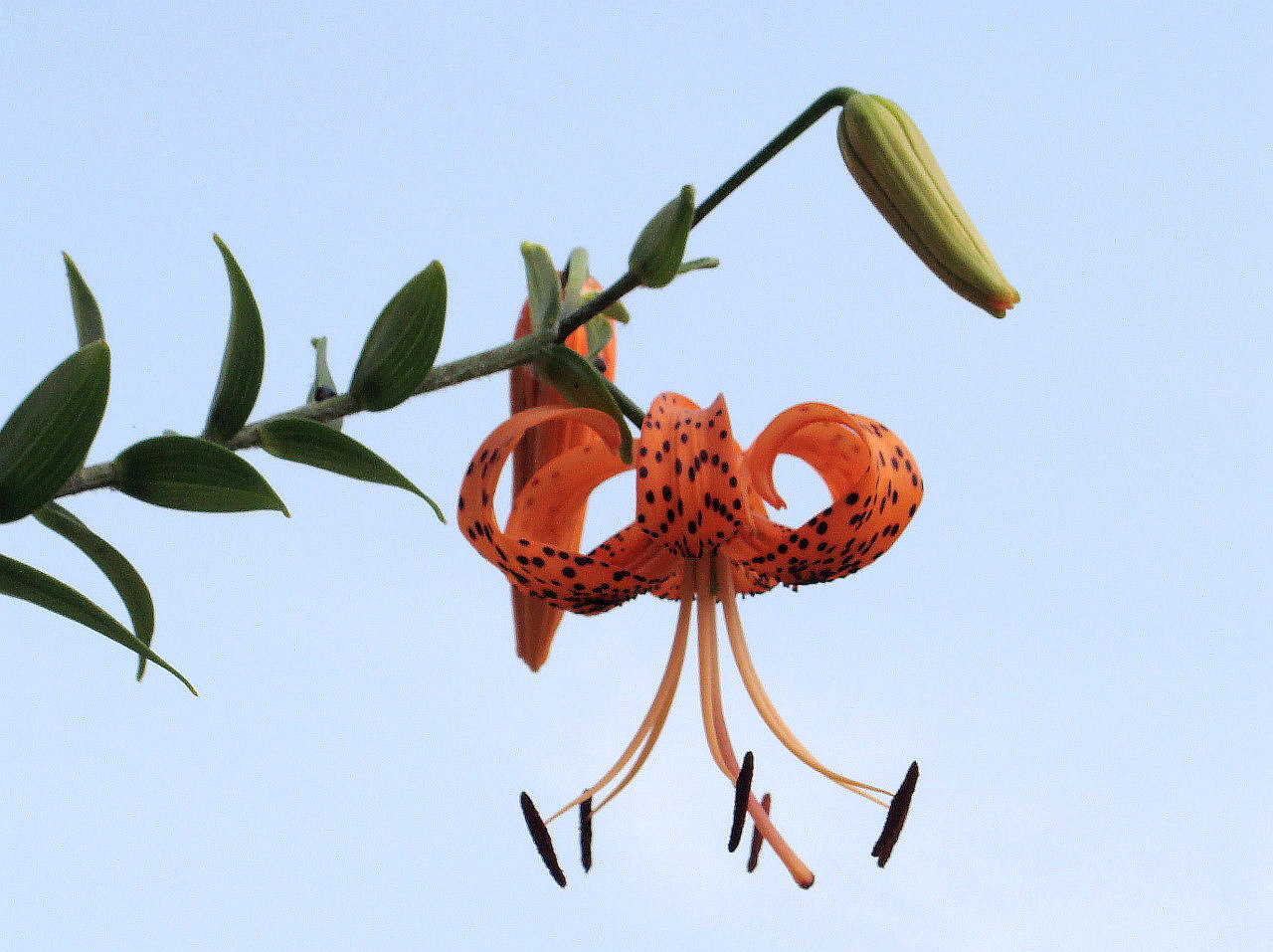 自养的鹿子百合花