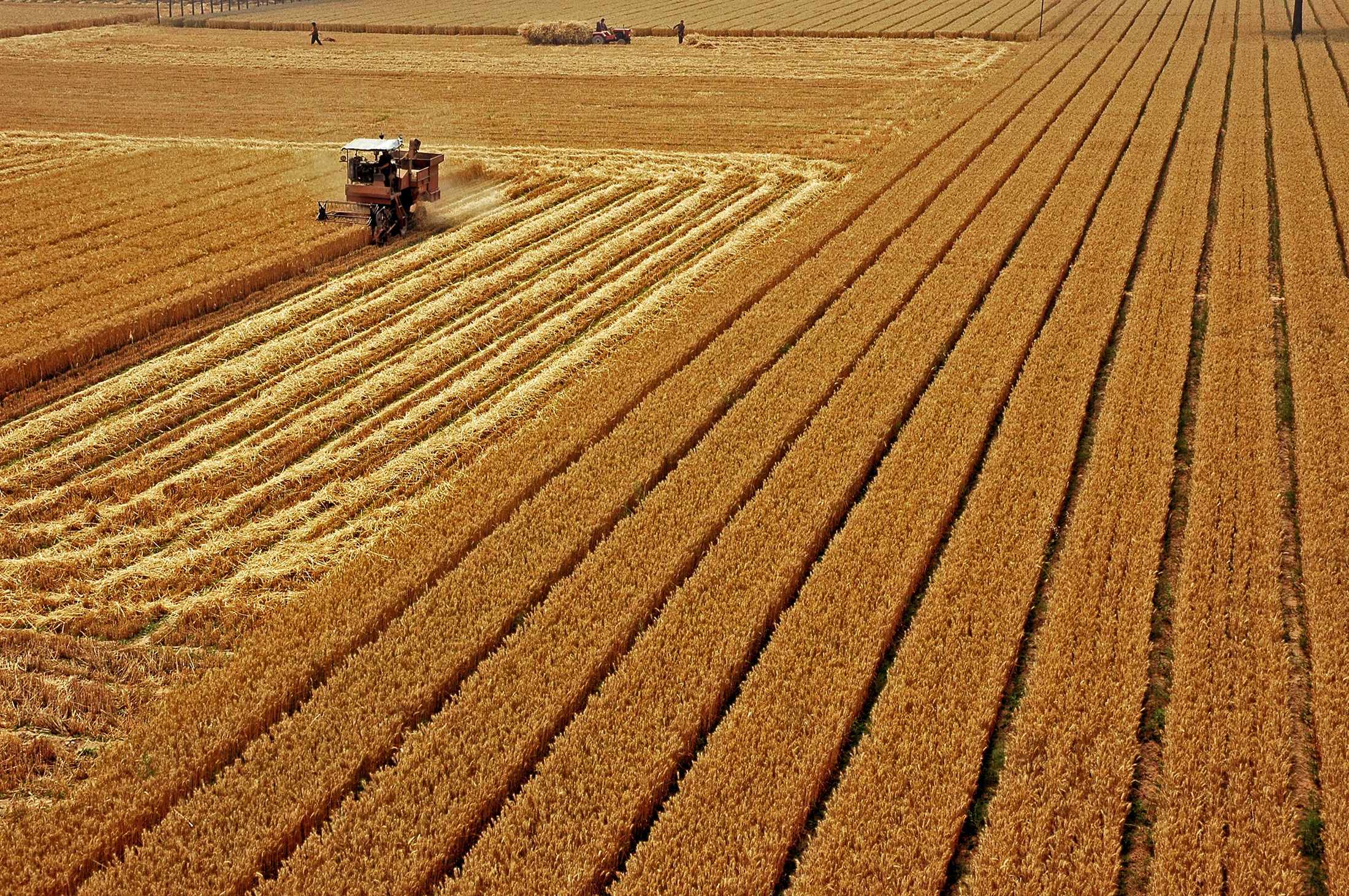 滑县丰收喜连年