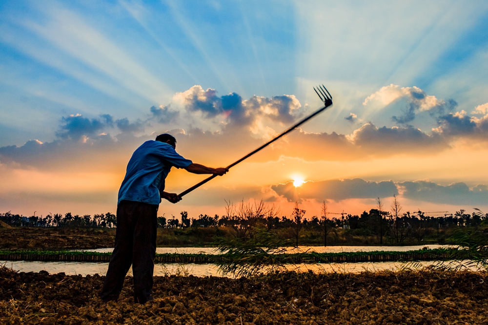 12拍摄于江苏省张家港市凤凰镇,农民正在荒滩垦地,落日余晖映照出美丽