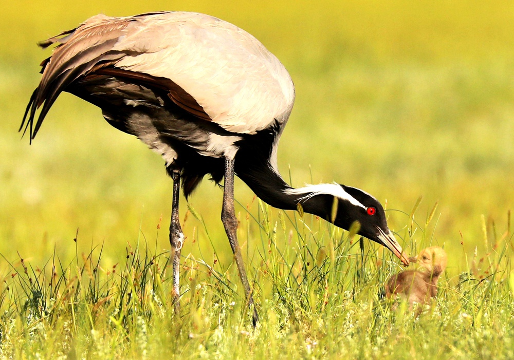 蓑羽鹤是国家二级保护动物,属大型涉禽,体长68-92厘米,是鹤类中个体最