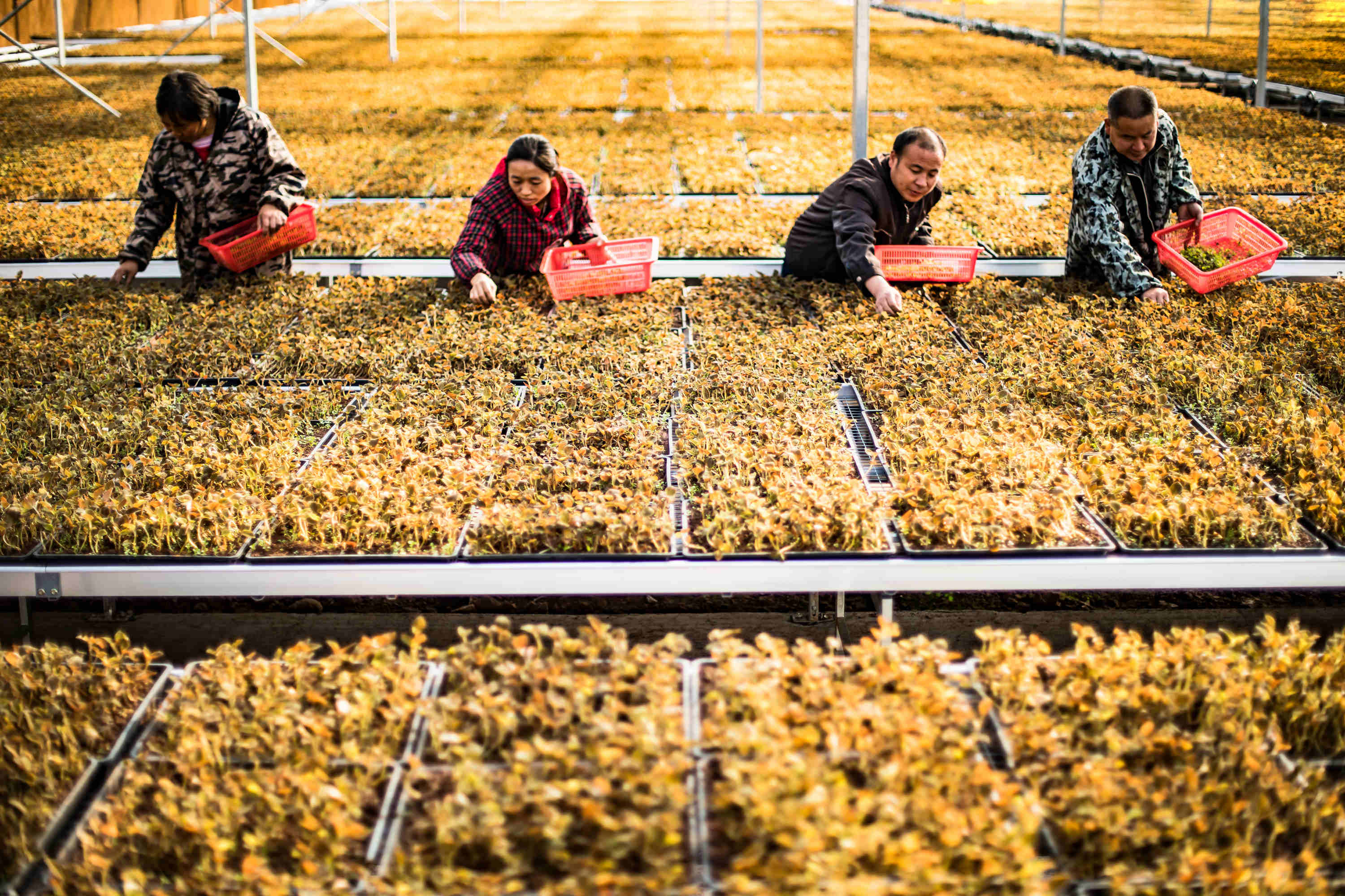 2017年12月8日,湖北省十堰市竹山县溢水镇涧沟村金线莲育棚基地里