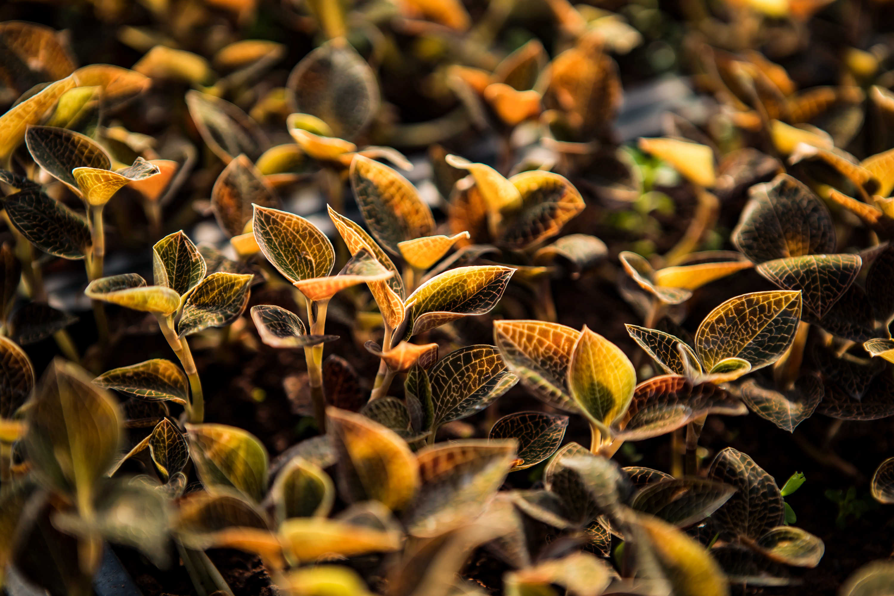 2017年12月8日拍摄的湖北省十堰市竹山县溢水镇涧沟村金线莲育棚基地