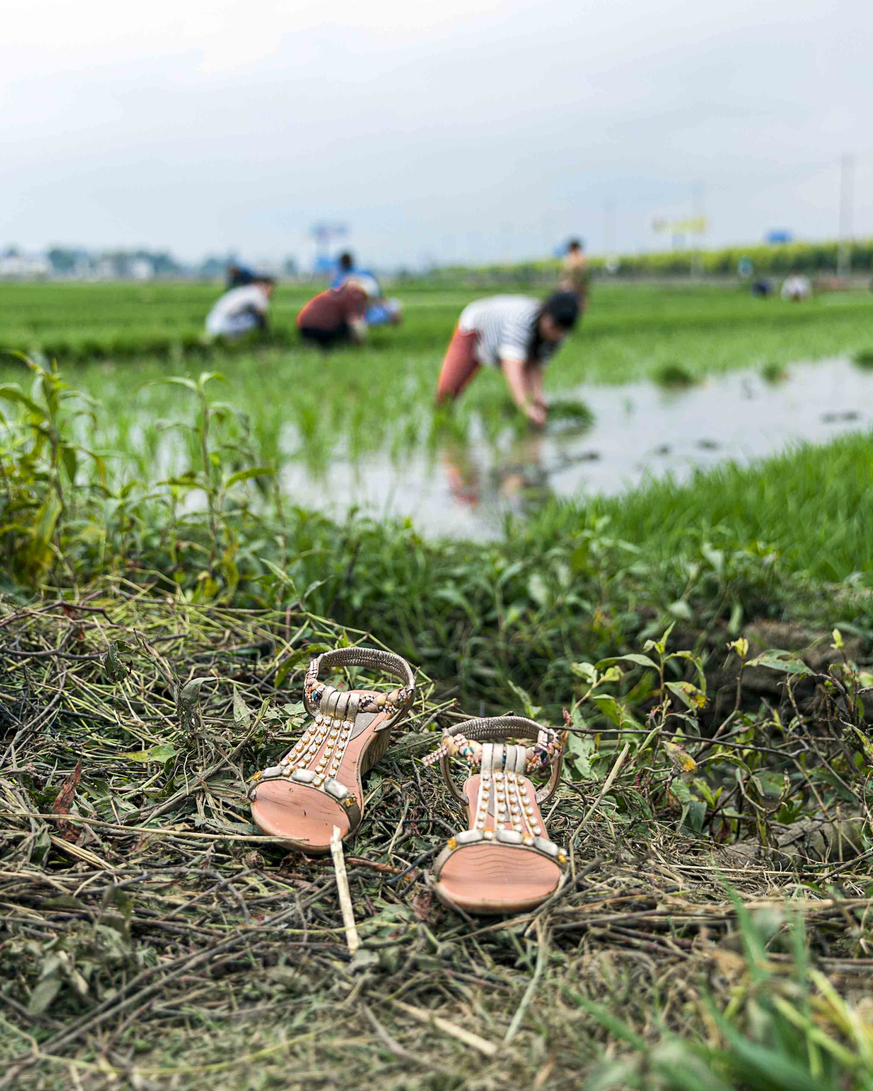 《时尚插秧人》