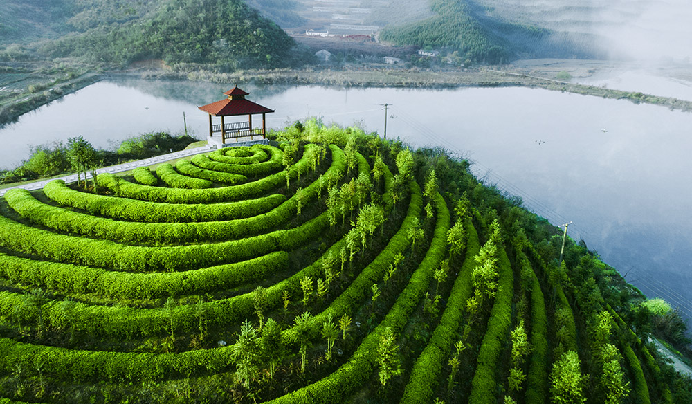 茶园风光-高帆杯"行走中国"全国摄影大展投稿区-大众摄影网