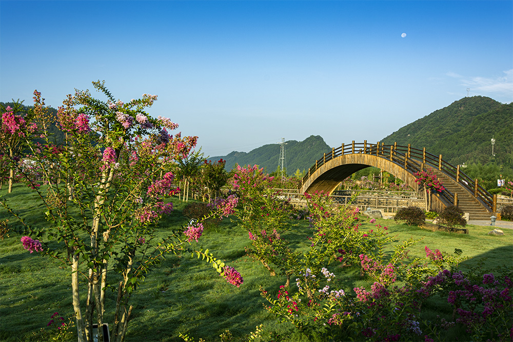 石圳中华紫薇园的紫薇花嫣然盛开,早晨时分,一轮弯月高悬天际,日月