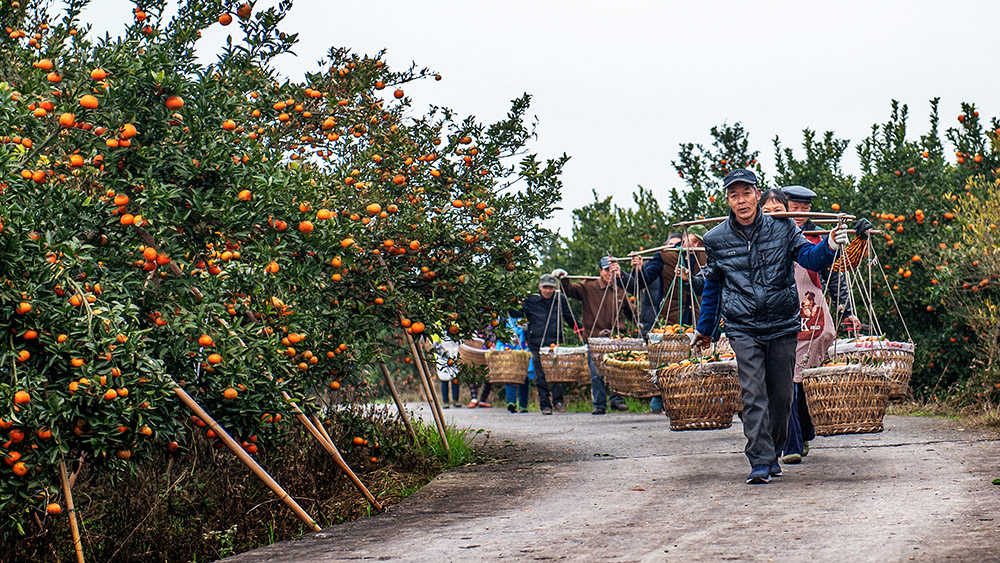2018年2月4日摄于重庆长寿区农民采摘柑橘场景.