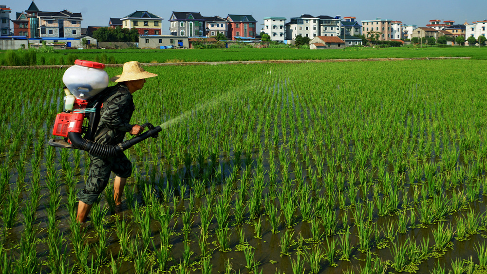 4王杨琳 农耕变迁(组照四:稻田施肥) 拍摄时间:2015.8.