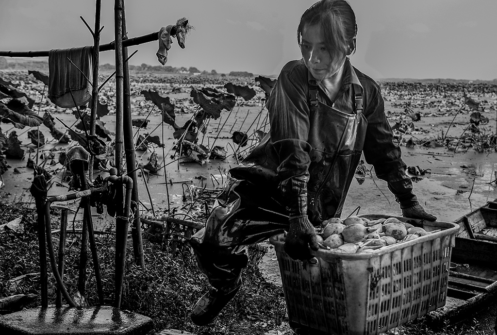 洪泽湖里挖藕人