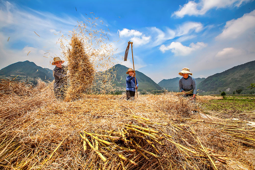 《打菜籽》,徐鹏,205年5月23日拍摄于陕西汉中勉县油菜丰收的季节.