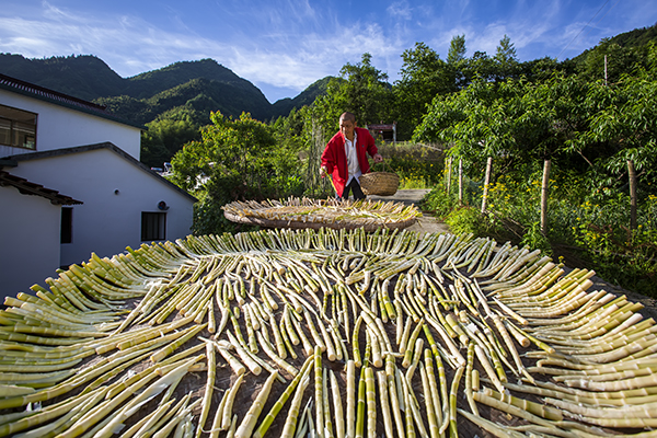 山区农户将新鲜的竹笋煮熟后拿到户外进行晾晒(2017年5月4日