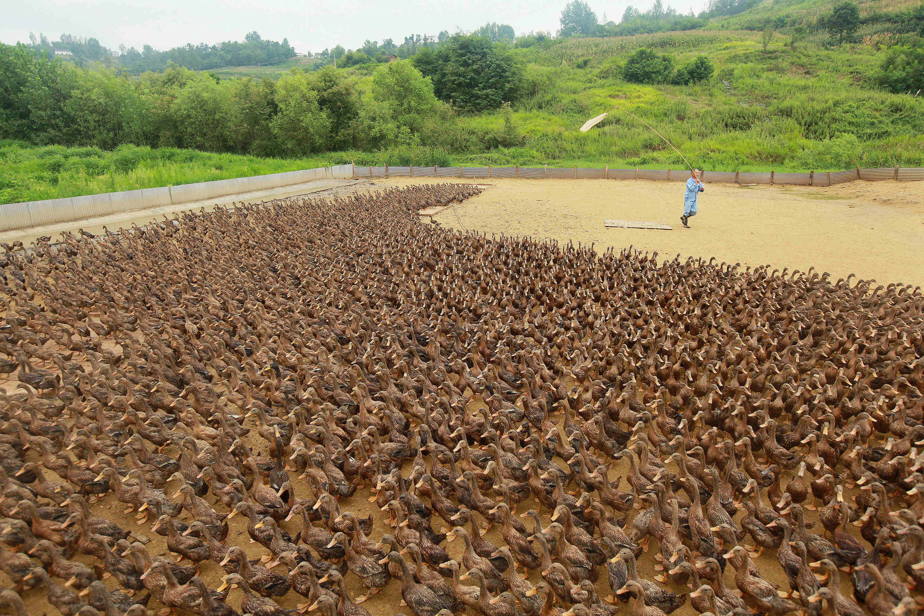 家庭农场-中国第二届扶贫公益摄影大展投稿区-大众摄影网