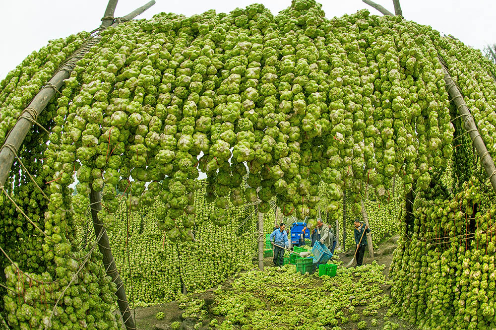 《重庆涪陵榨菜之乡》