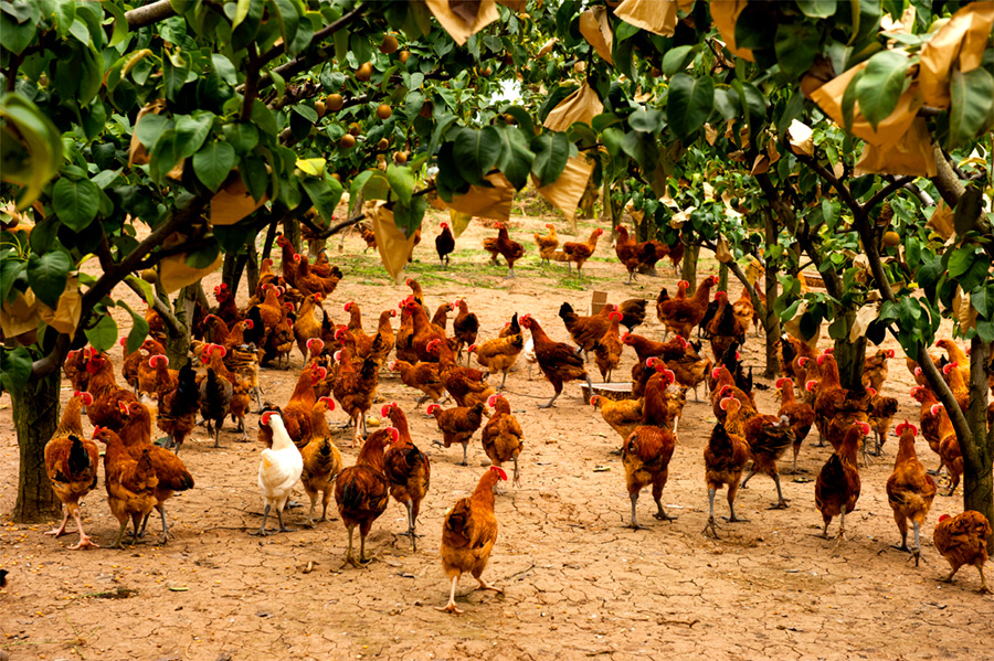 《果园养鸡场》