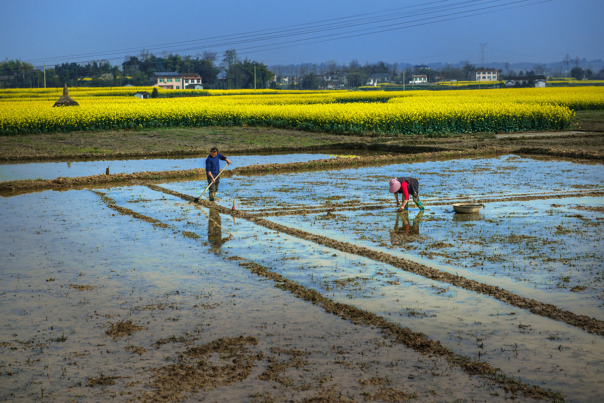 3四川绵阳安州区乐兴镇,春天播种