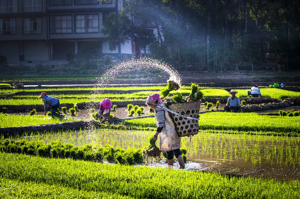 2019年5月正值云南省牟定县春耕大忙时节,一大早易地搬迁安置的小哨村