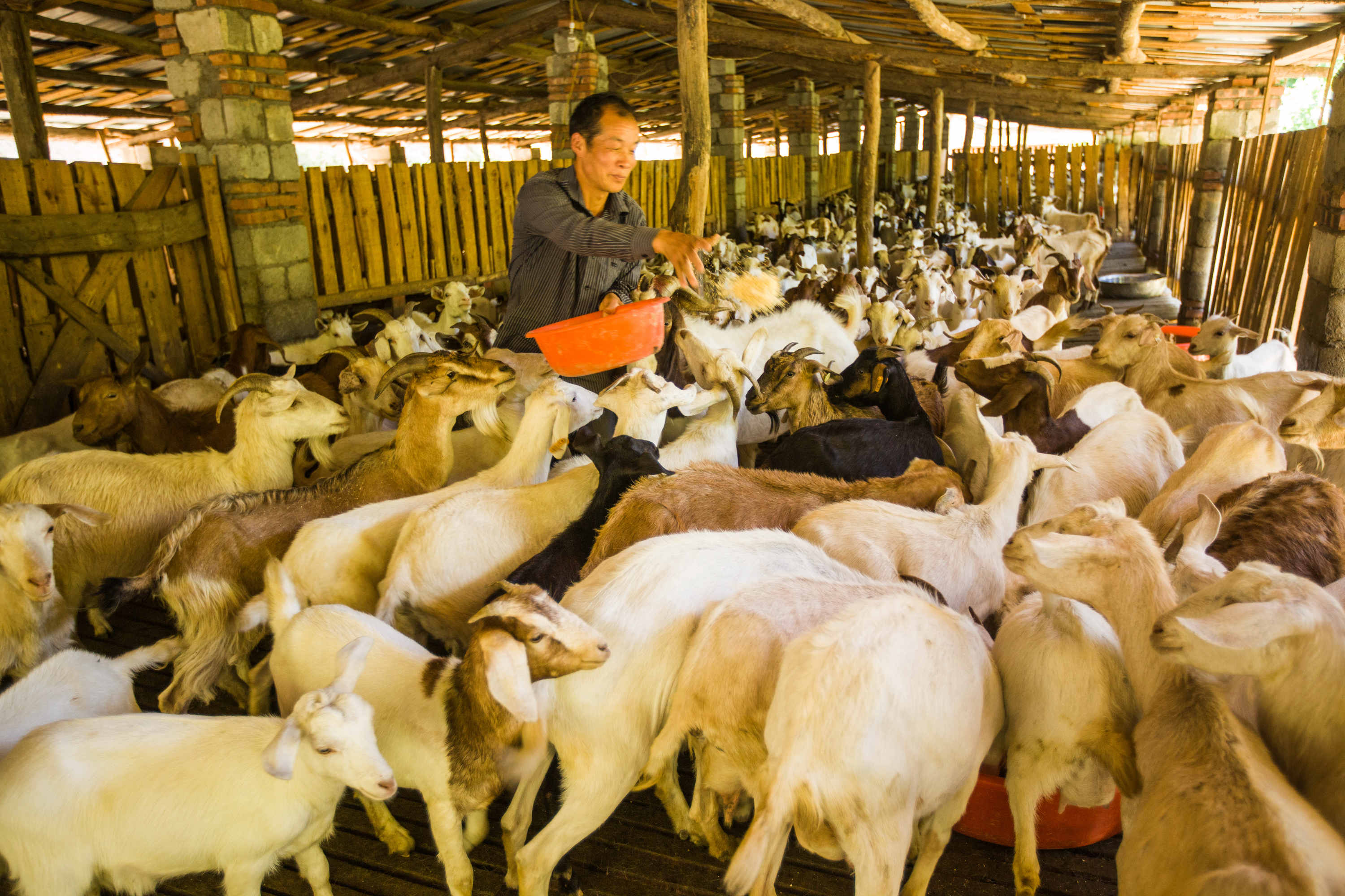 畜牧养殖促脱贫-中国第二届扶贫公益摄影大展投稿区-大众摄影网