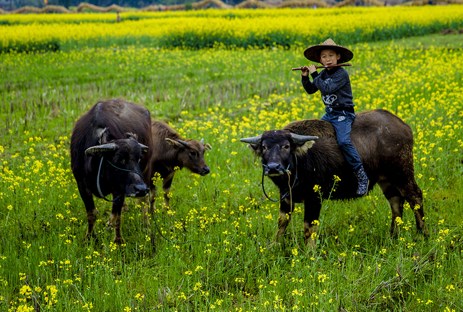 《田园牧歌》2015年3月21日拍摄于浙江省开化县乡村